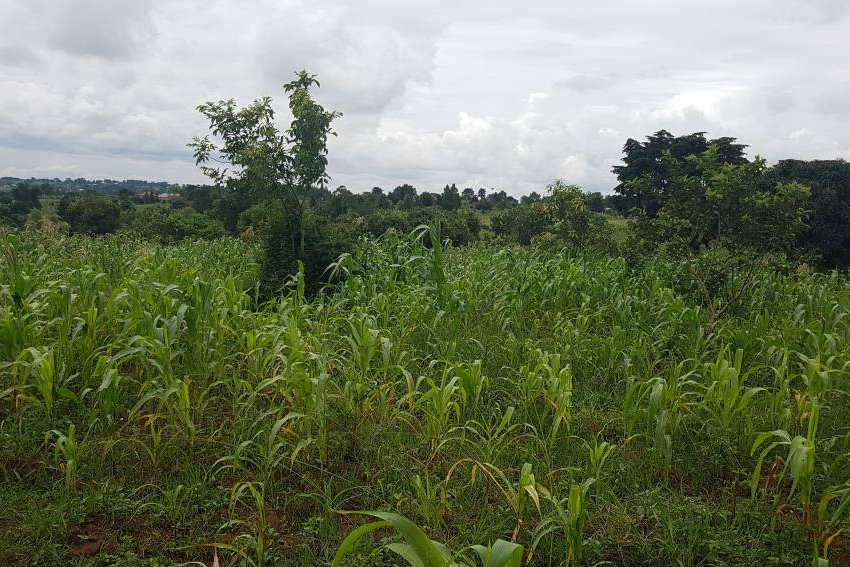 4acres available in Busika in Luwero District