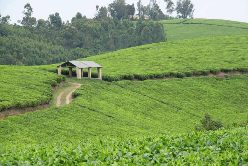 Tea Estate for Sale in Uganda Fort Portal in Fort Portal District