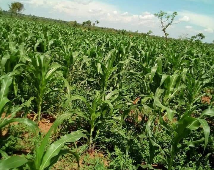 200 acres for sale in Kayunga Bbaale in Mbale District