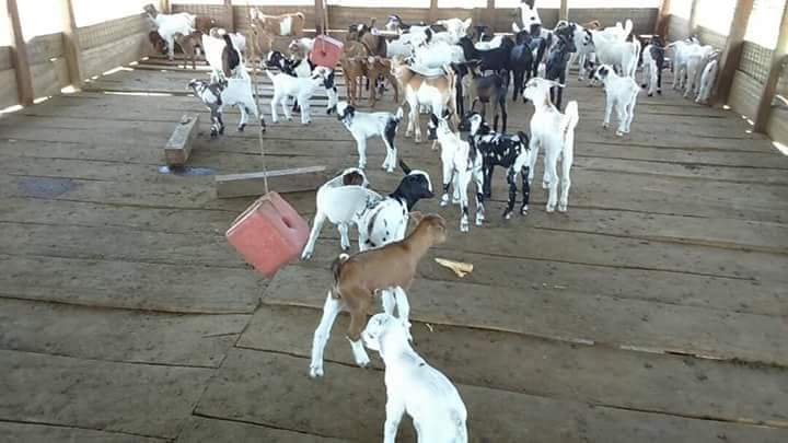 120 Acre Farmland for sale in Namasagali in Kamuli District