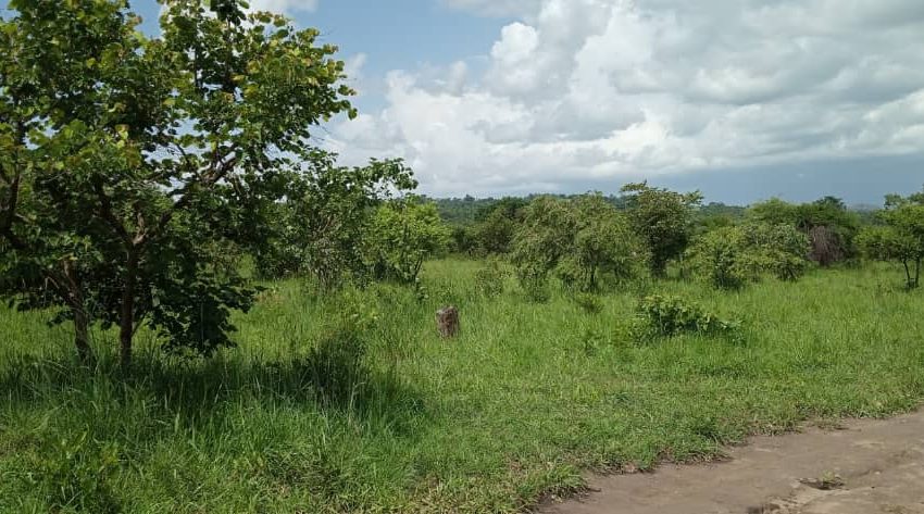 8 Fertile Square Miles for Sale in Amuru in Amuru District