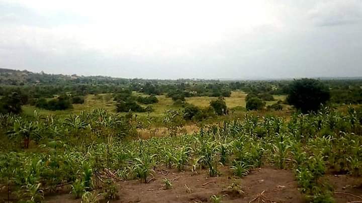 500 Acres of Land for Sale in Kikyusa Tema at Shs 4 Million Each in Luwero District