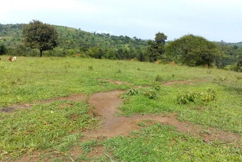 100 Acres of Agricultural Land for Sale in Gombe Butambala in Mpigi District