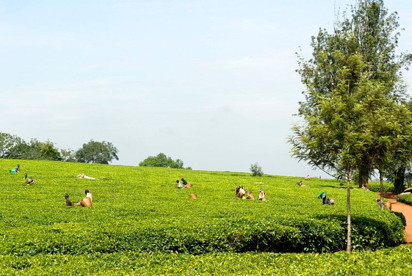 Tea Plantation on 42 Acres for Sale in Fort Portal in Fort Portal District